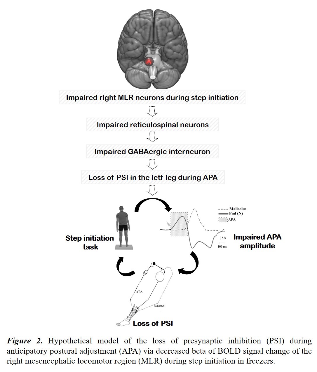 Frontiers  The Mesencephalic Locomotor Region: Beyond Locomotor Control