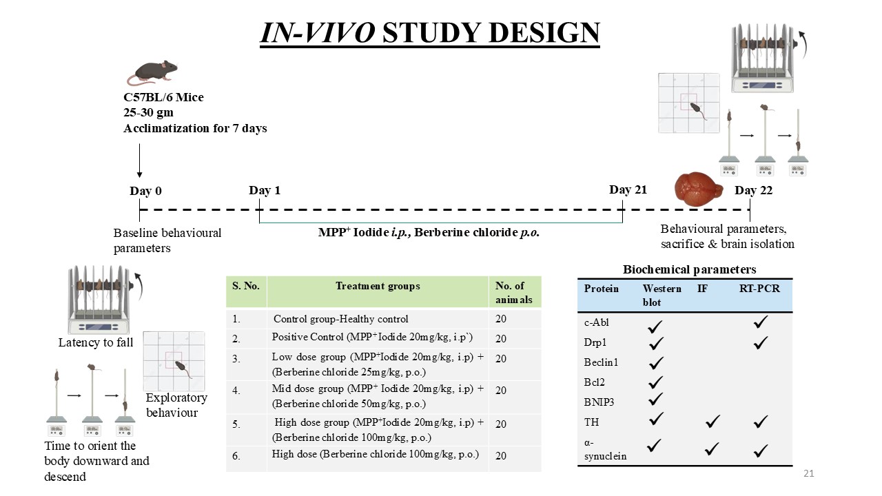 Detailed Animal Study Design and Plan