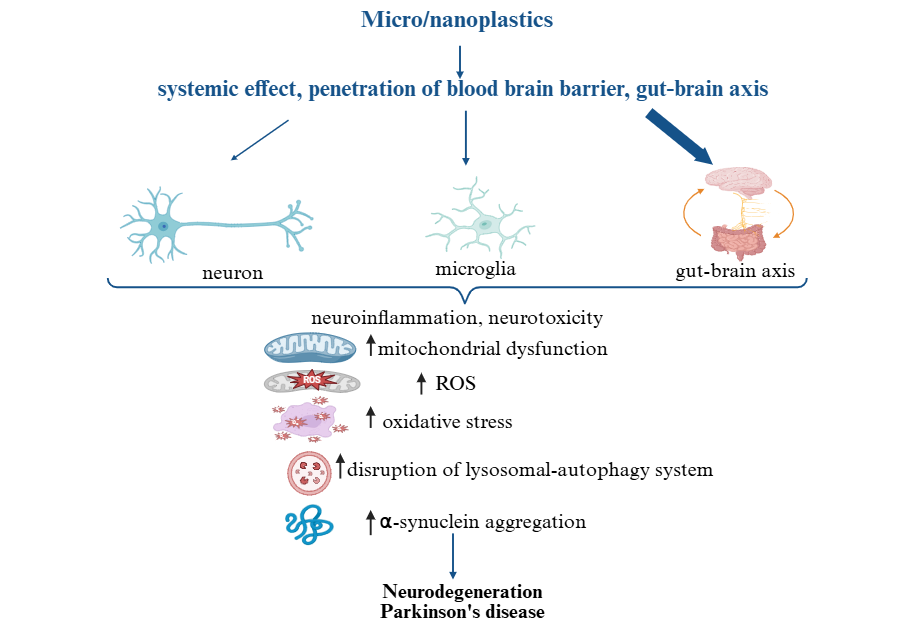 Micro- and nanoplastics in Parkinson’s disease