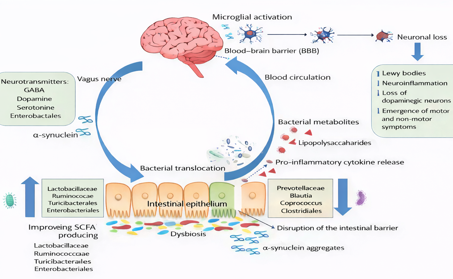 Fig 1. Gut dysbiosis and neurodegeneration in PD