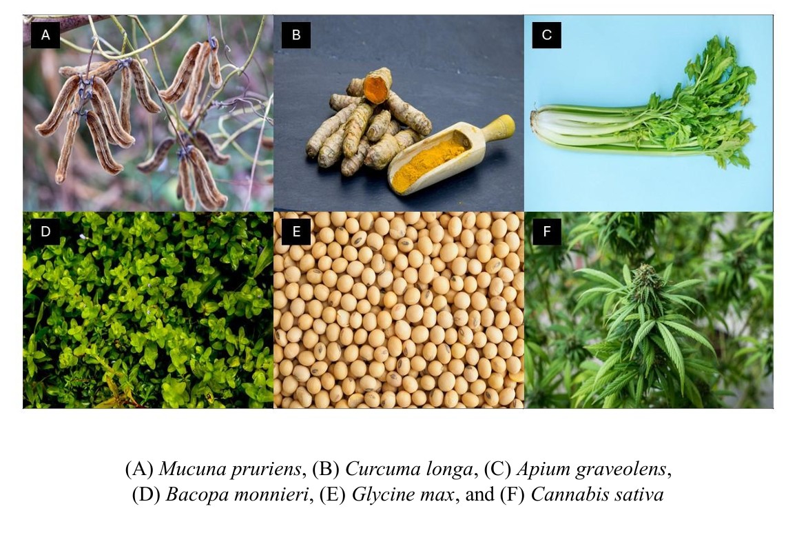 Figure 2 Herbal medicines in the included studies