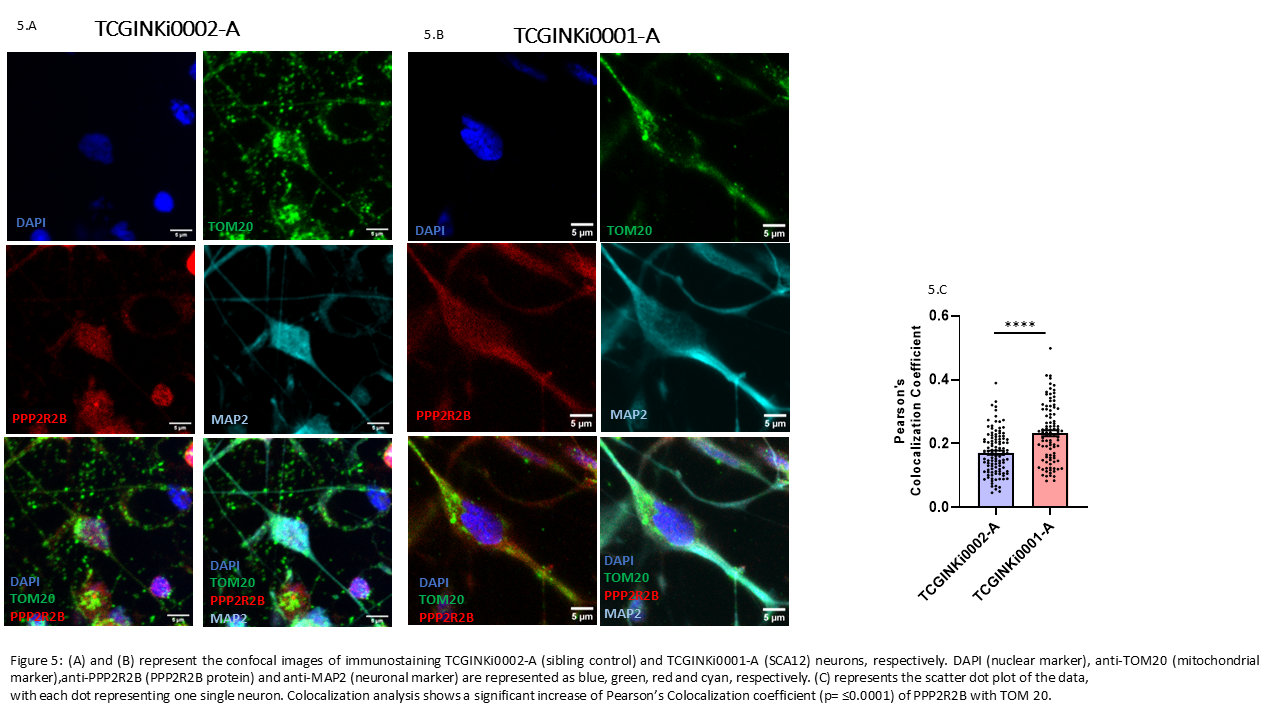 Mitochondrial (TOM20) colocalization of PPP2R2B