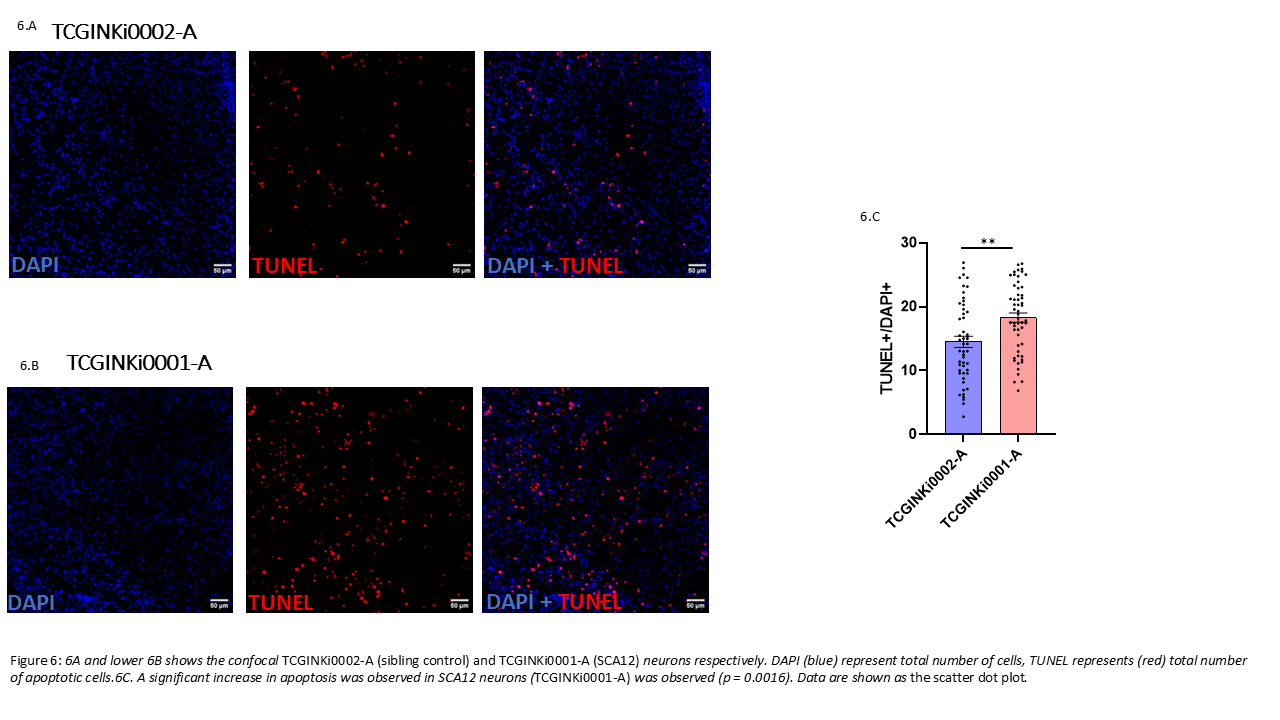 TUNEL assay for detection of apoptosis
