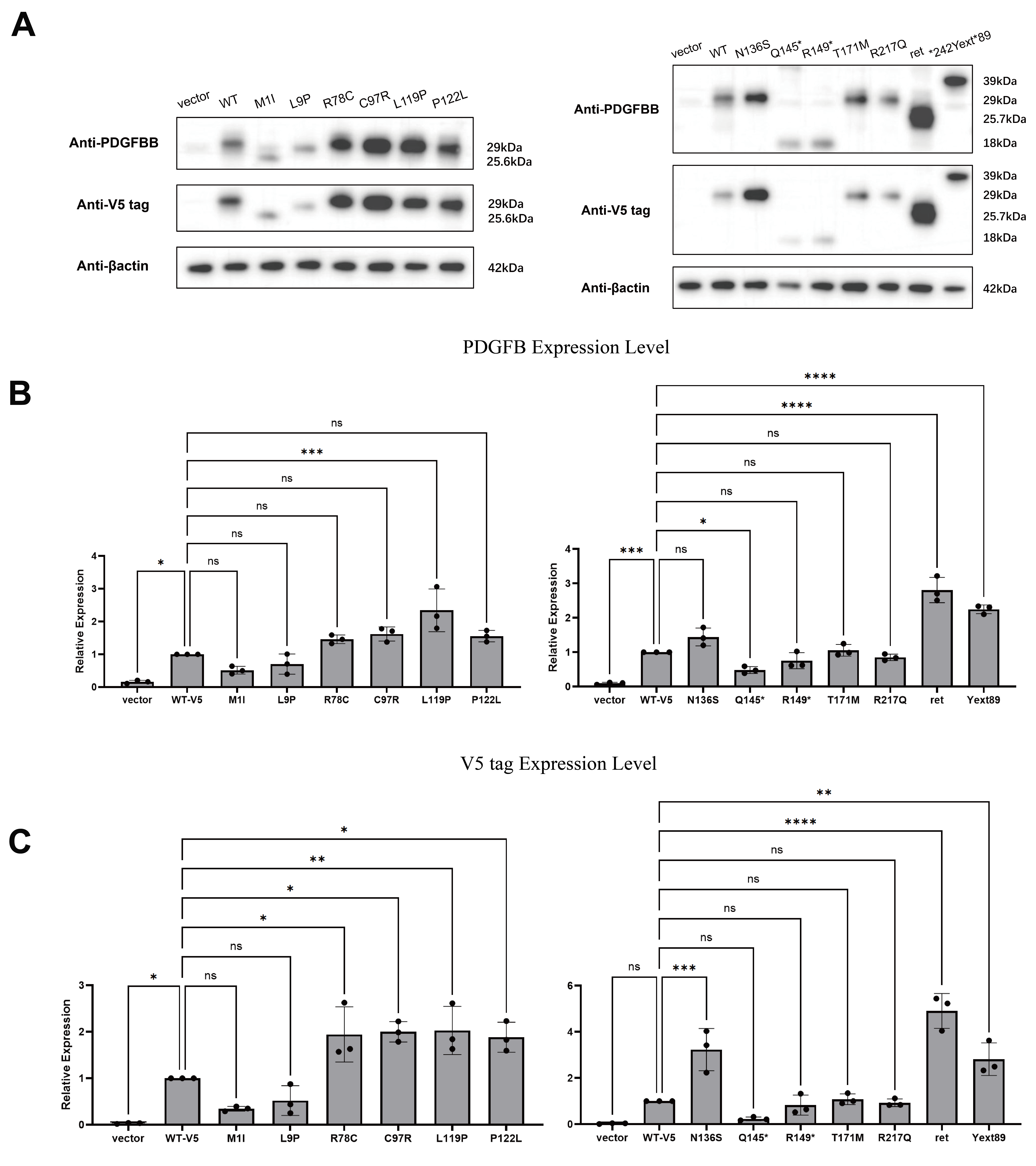 Western Blot Results of PDGFB Mutant Protein