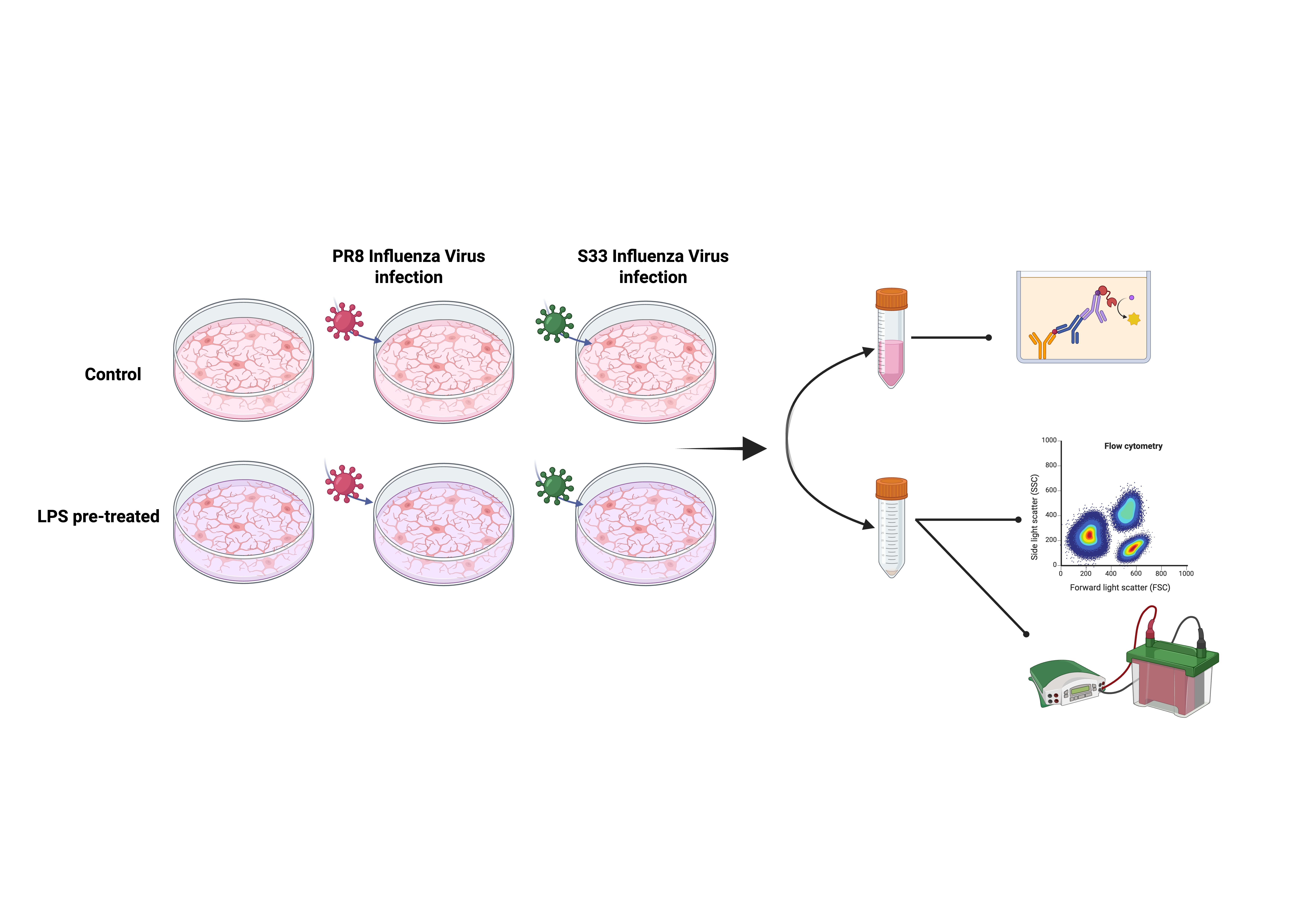 Experimental workflow of IAV infection in HMC3