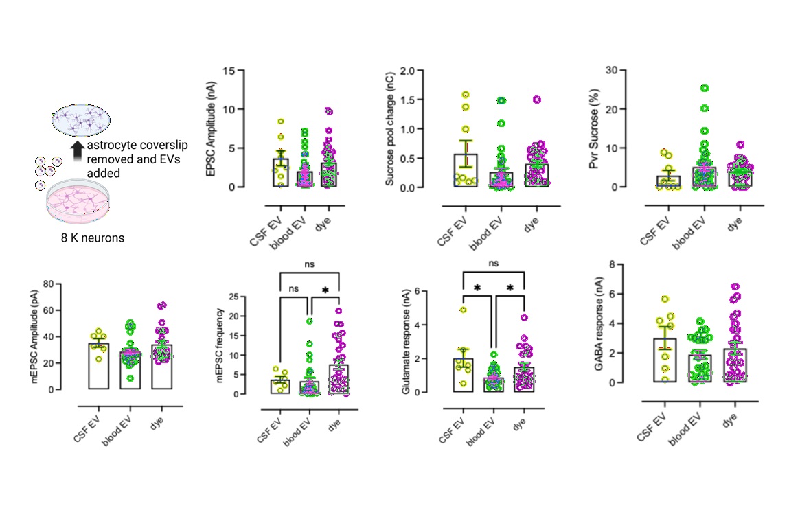 EV Effects in Banker Autaptic Neurons