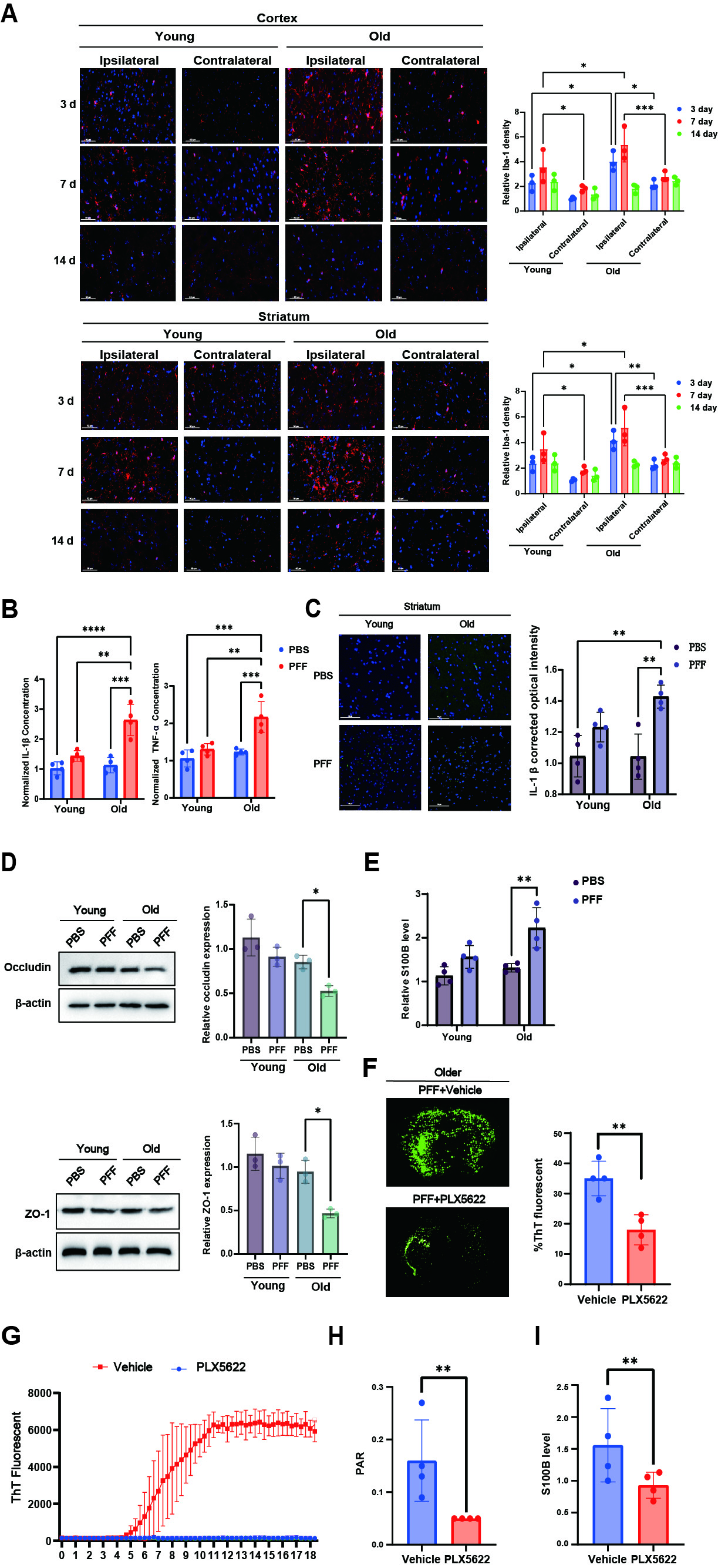 Microglial activation amplifies α Syn pathology