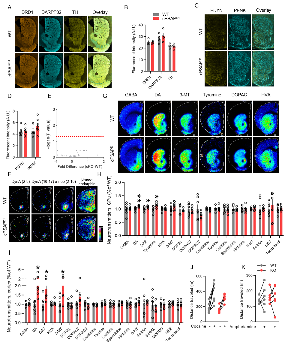 Reserved levels of striatal markers and functions