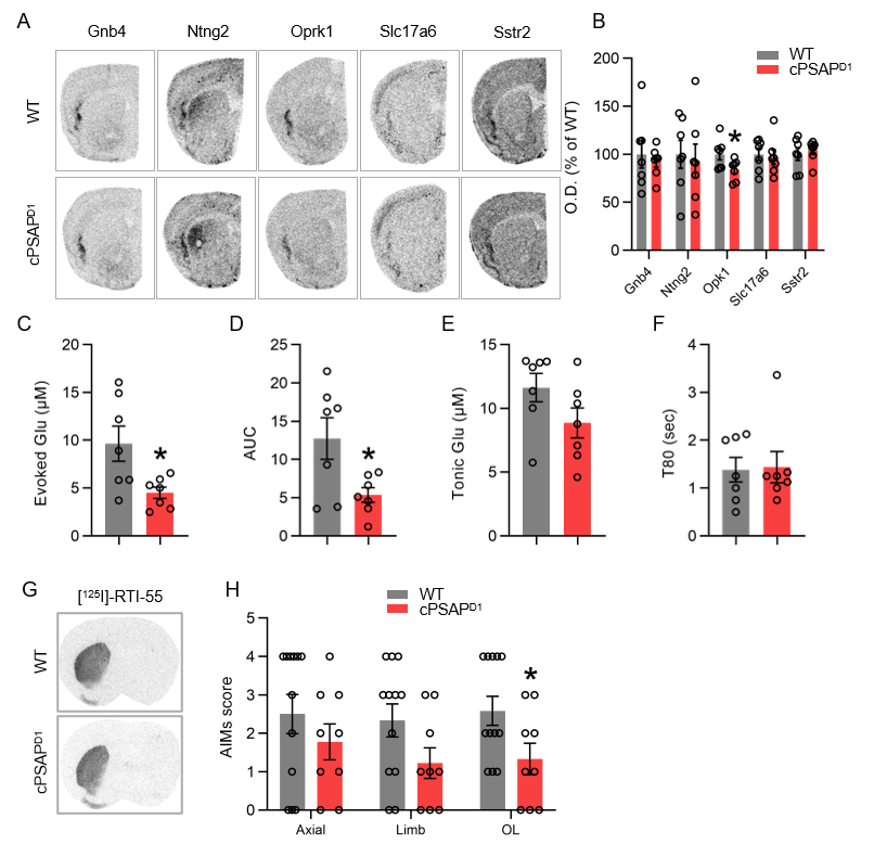 Damaged non-striatal features and LID resistance