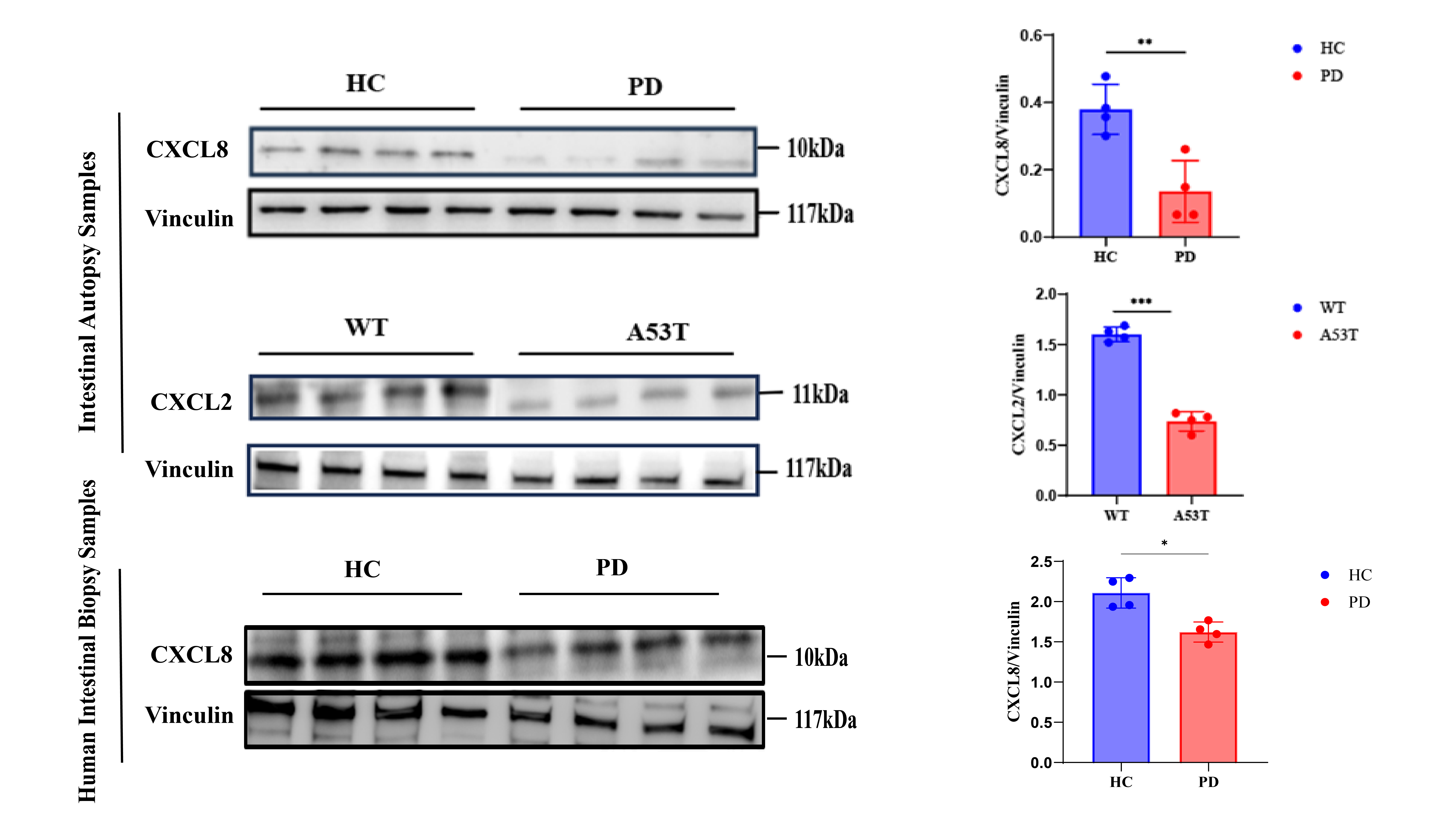 CXCL8 Protein Levels in Intestinal Samples
