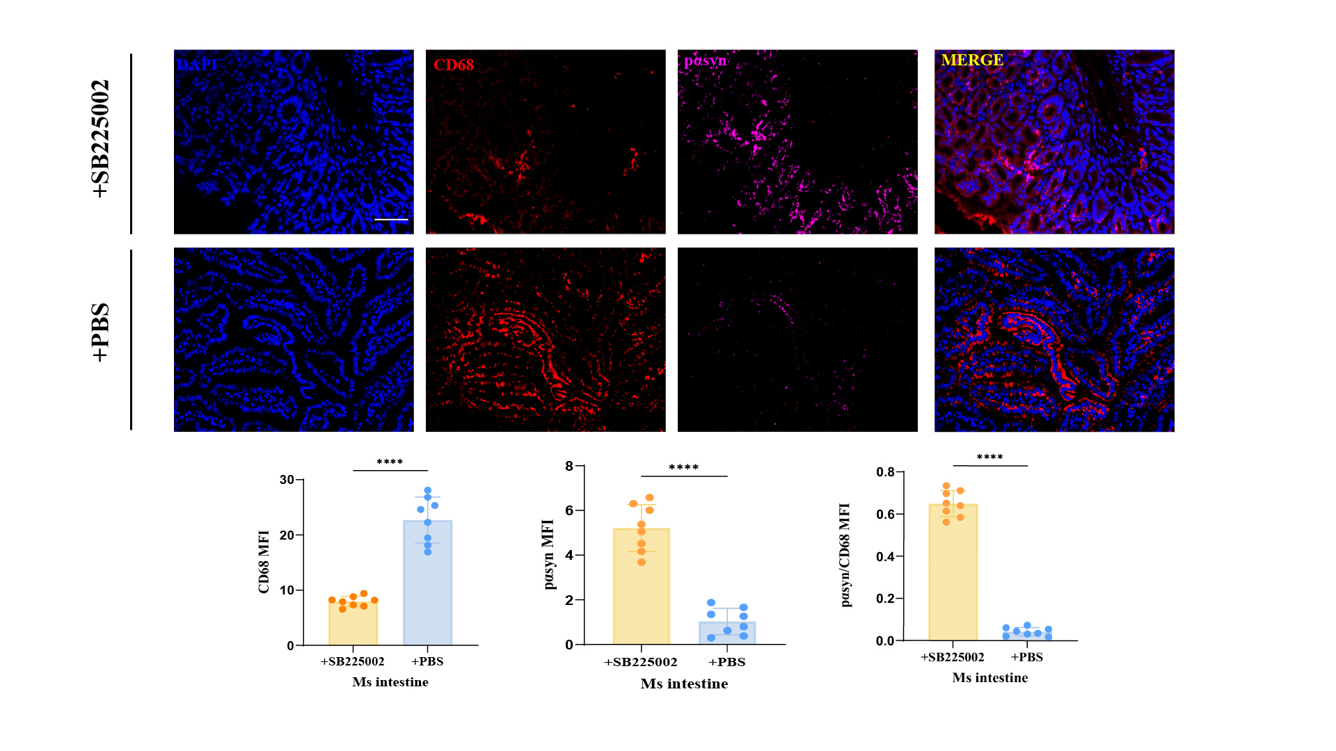 In Vivo Gut Macrophage Uptake of α-syn
