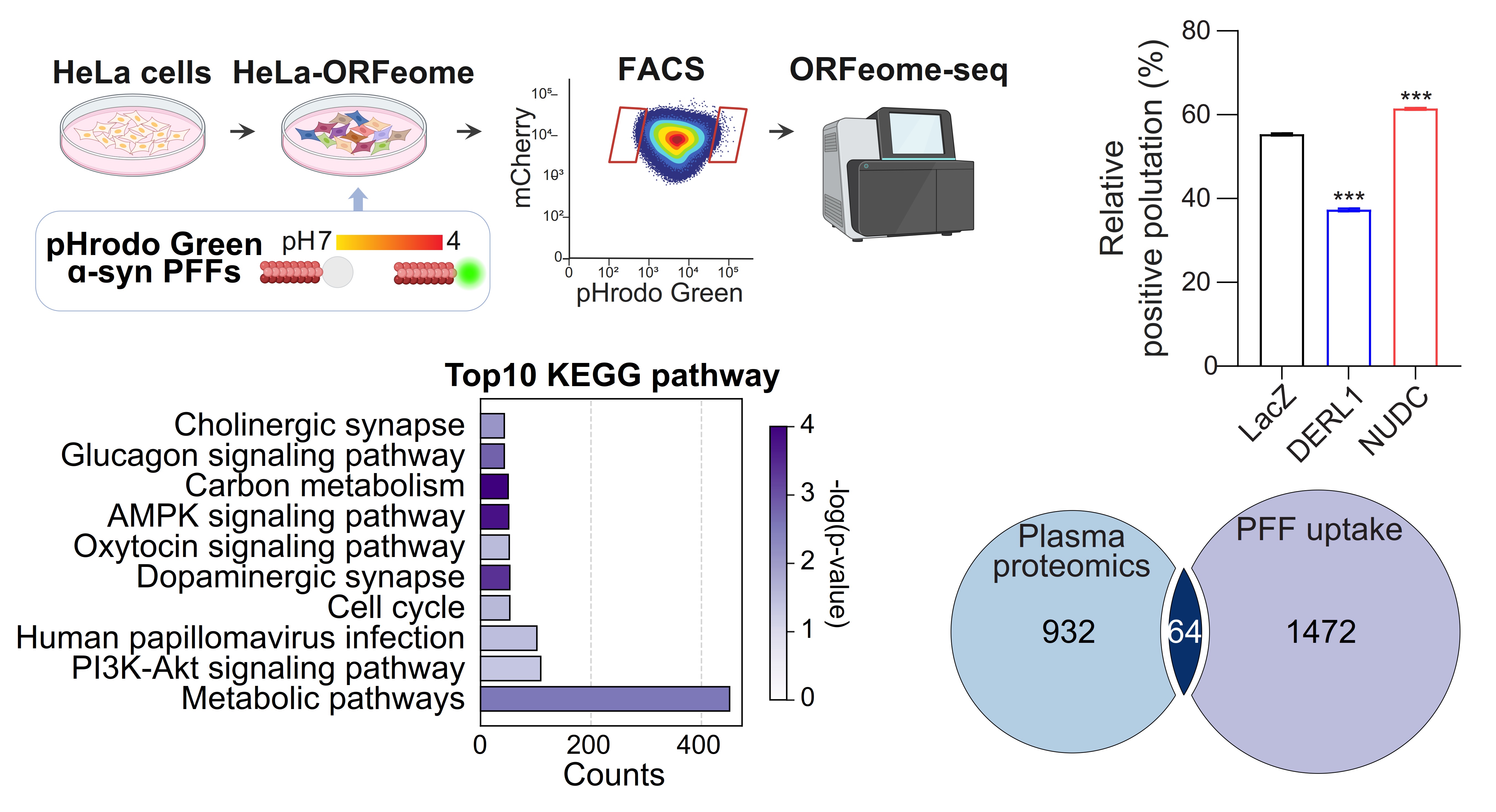 ASyn PFF uptake related cell viability assay