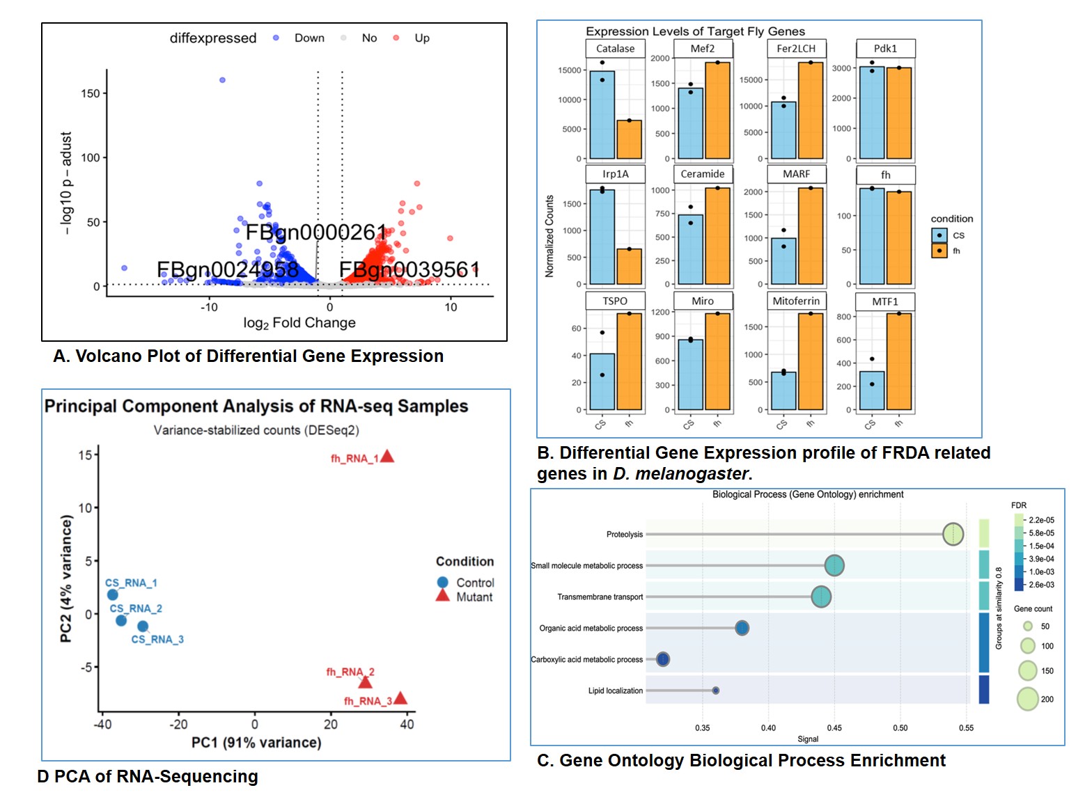 Transcriptomic analysis: FA modeled and WT larvae