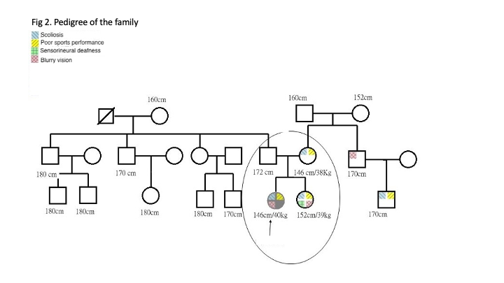 Pedigree of the family