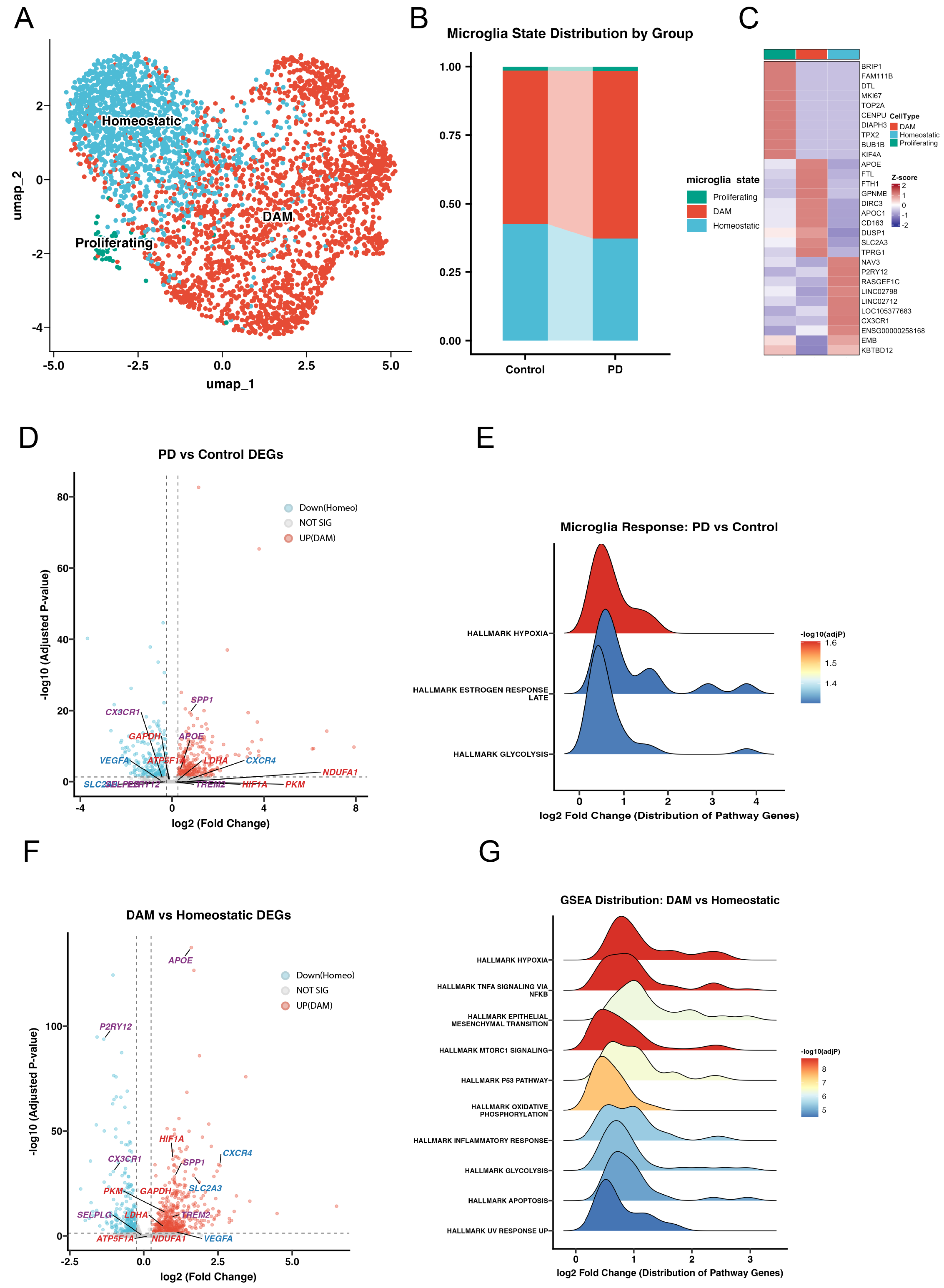 Hypoxic/glycolytic reprogramming enriched in DAM
