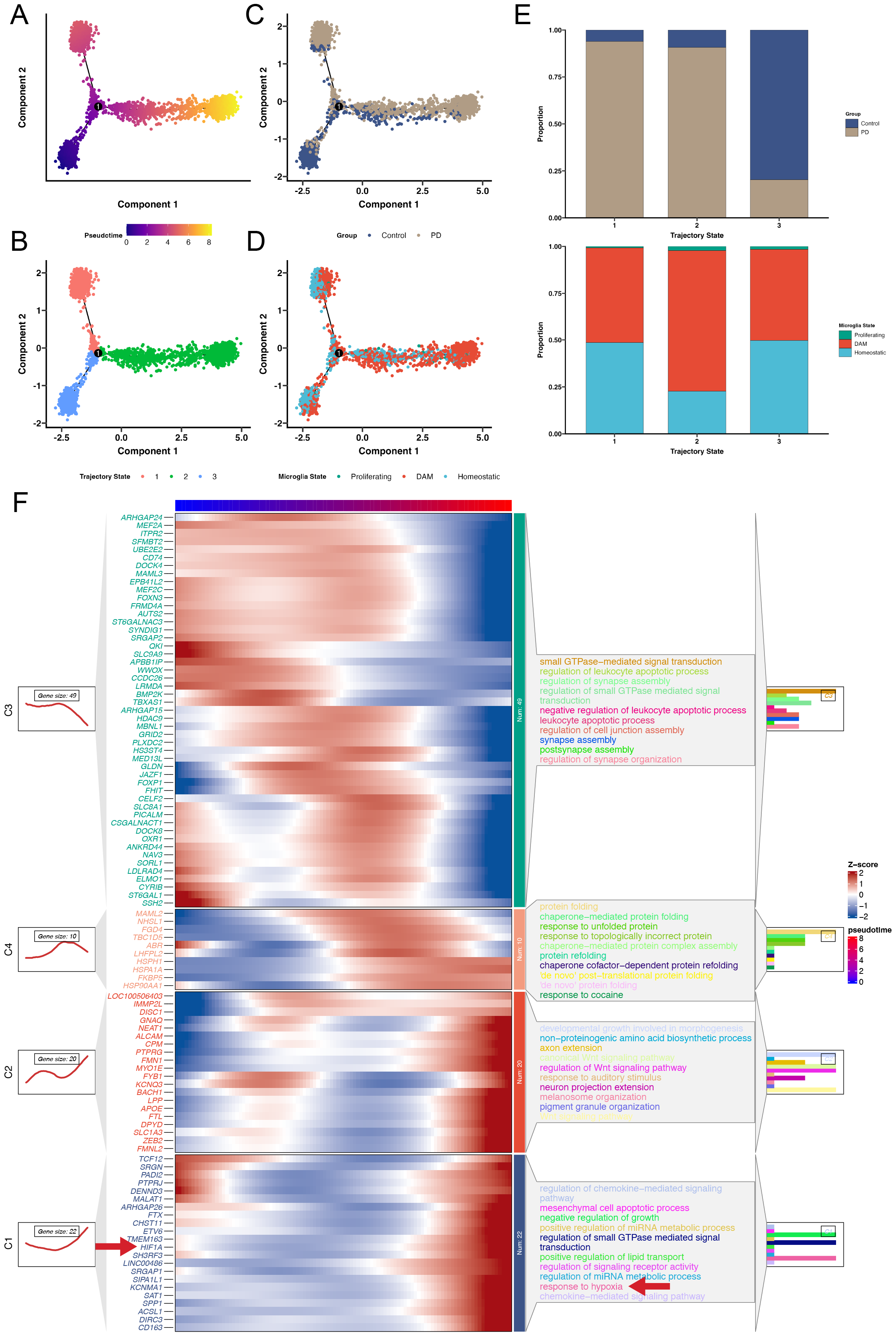 Hypoxia drives late-stage microglial polarization