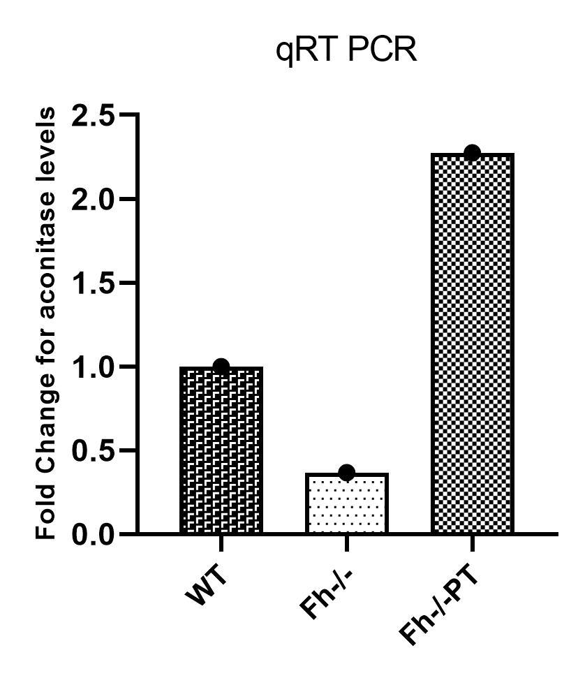 PT treatment increases the Aconitase levels