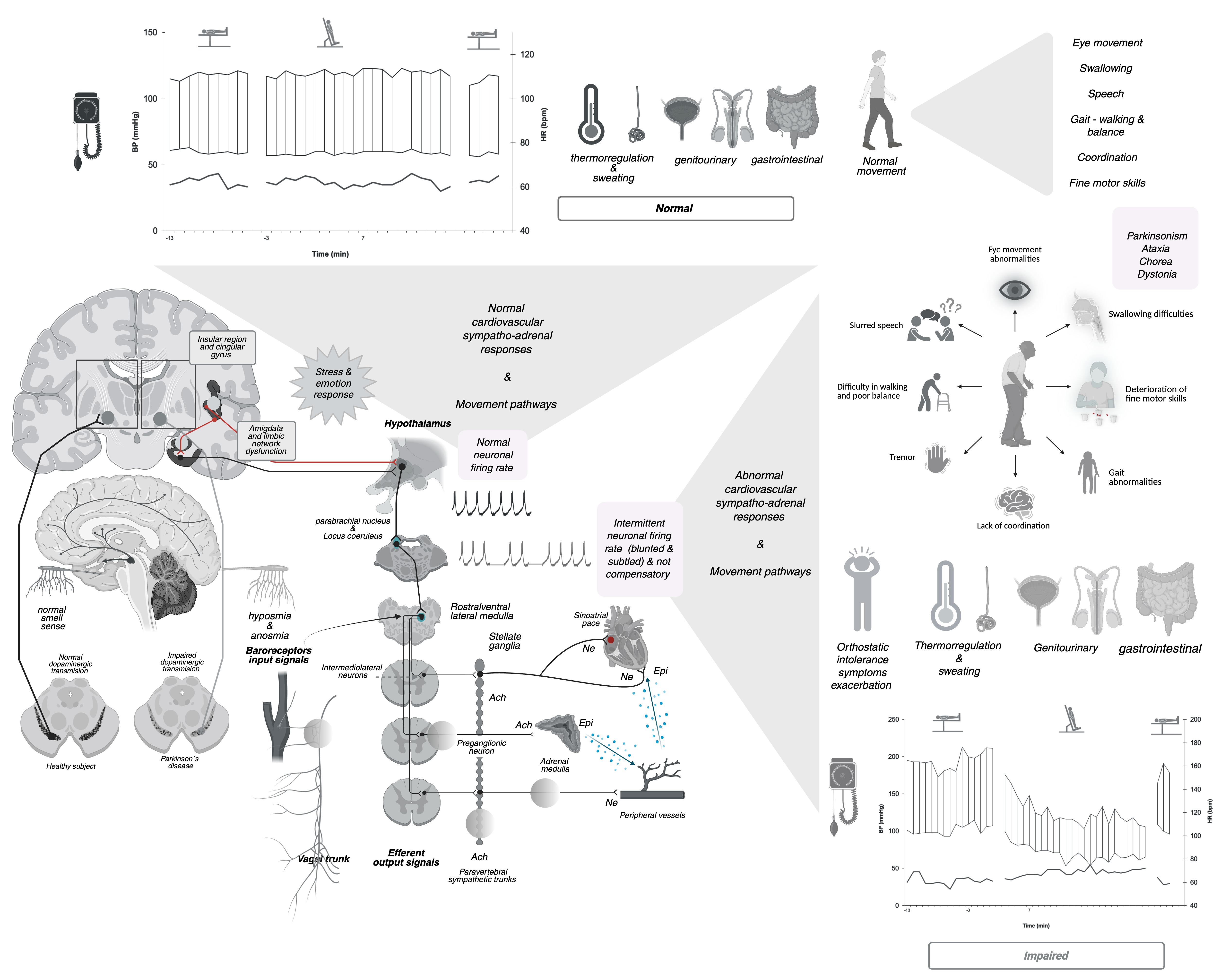Motor and autonomic network