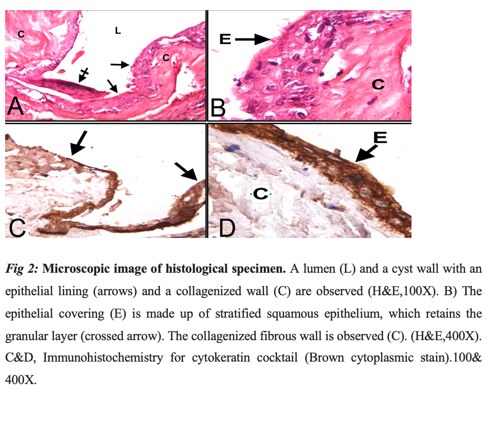 Microscopic image of histological specimen